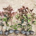 南昌紅葉石楠小苗多少錢(qián)一棵50公分紅葉石楠小苗價(jià)格