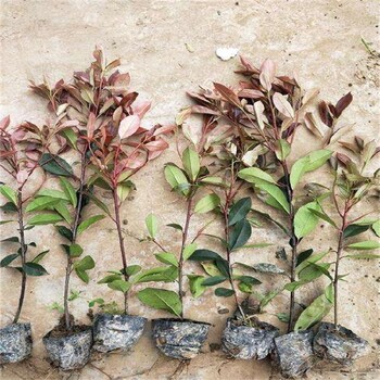 寶山二年生50厘米紅葉石楠小苗農(nóng)戶報價