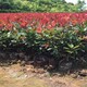 合川35公分高紅葉石楠小苗從這里買便宜產(chǎn)品圖