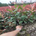 秦皇島35公分高紅葉石楠小苗哪里有賣的