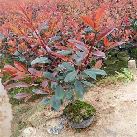 保定紅葉石楠小苗批發(fā)市場60公分紅葉石楠小苗現(xiàn)在價格