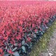 紅葉石楠小苗農(nóng)戶報價圖