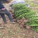 80公分塔松供應價格，衛矛球基地批發