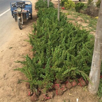 烏魯木齊40公分長鋪地柏帶土球包成活-地柏小苗