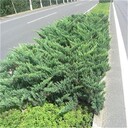 河西鋪地柏基地