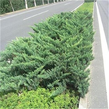 烏魯木齊40公分長鋪地柏帶土球包成活-地柏小苗