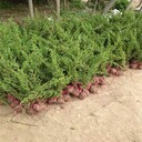 南寧鋪地柏低價(jià)回饋老客戶