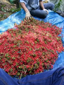 散裝人參種子批發(fā)，野山參種子已催芽，包郵人參種子苗