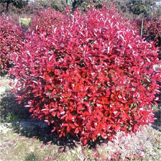 3米紅葉石楠球價(jià)格紅葉石楠球基地報價(jià)