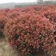 紅葉石楠球薄利多銷圖