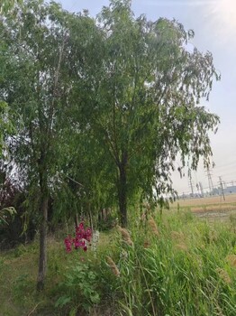 鷹潭黃垂柳15---18公分基地