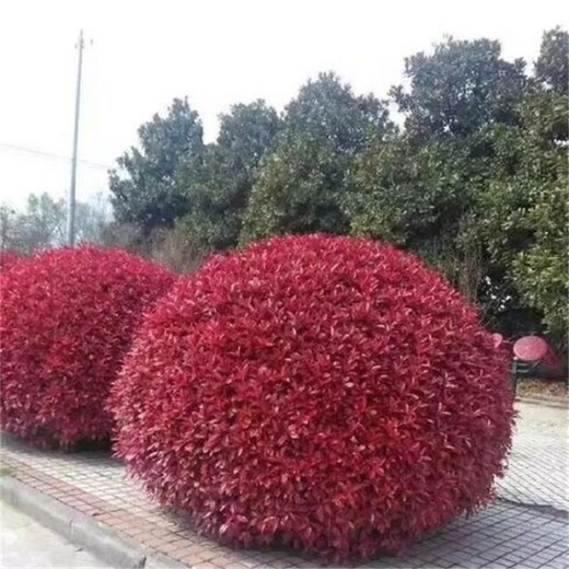 仙桃紅葉石楠球可視頻選購