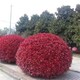 紅葉石楠球今年更便宜圖