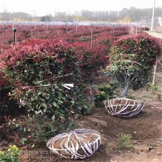 江蘇紅葉石楠球基地、蓬徑1米紅葉石楠球價格便宜、球形優(yōu)美