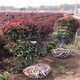 紅葉石楠球基地報價圖