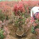 濱海新區(qū)紅葉石楠球圖