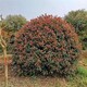 冠徑2米紅葉石楠球圖