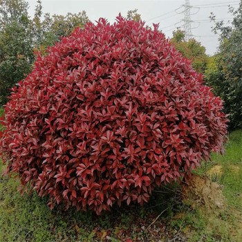 武隆紅葉石楠球露天栽植.觀葉