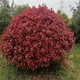 濱海新區(qū)紅葉石楠球錦瑞園林有賣產品圖