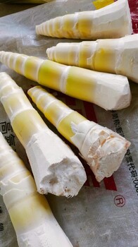 麻竹筍廣西麻竹筍聯(lián)系方式