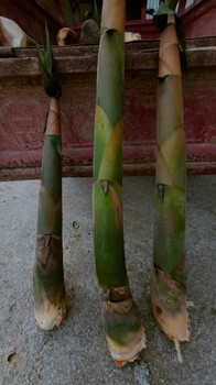 麻竹筍干北京麻竹筍鷹嘴桃甜嗎