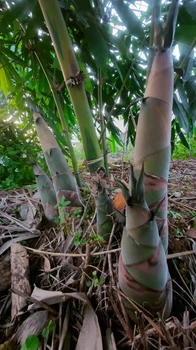 麻竹筍干江蘇麻竹筍鷹嘴桃甜嗎