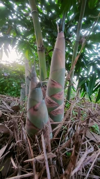 麻竹筍干江蘇麻竹筍鷹嘴桃甜嗎