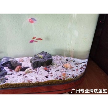 广东广州南沙承接清洗鱼缸费用
