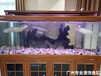 廣州海珠清洗魚缸保潔魚池清洗報價