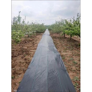 除草布-能用3年-防草布廠家