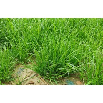 浙江湖州植生毯