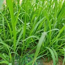 宜春公路邊坡綠化植物纖維毯