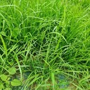 德州邊坡綠化植物纖維毯