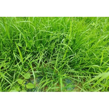 漳州礦山綠化植物纖維毯
