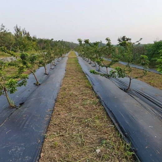 黑色1米寬90克防草布,pe編織型透水果樹蓋草地布