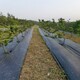 蕪湖蓋草布圖