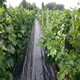 火龍果基地枸杞藍(lán)莓除草地布黑色蓋草防草布樣例圖