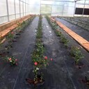 防草布廠家批發除草布價格