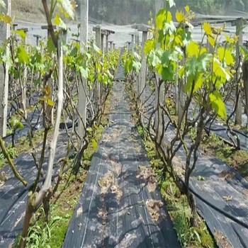 運(yùn)城防草布蓋草布