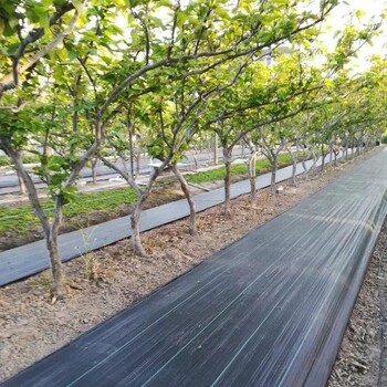 阜新市pe75克防草地布藍莓種植指導