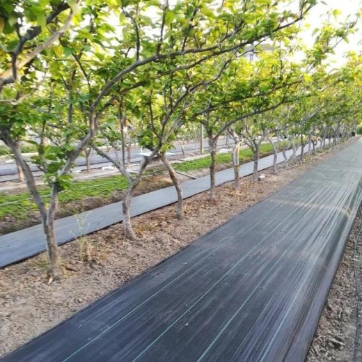 咸陽市pe地布90克藥材種植藍(lán)莓種植指導(dǎo)