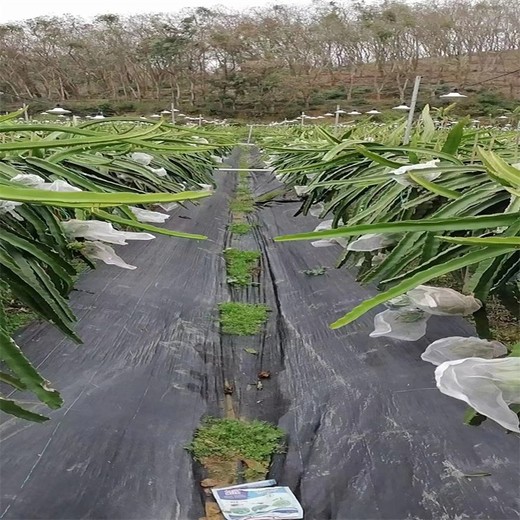 贺州pe防草布,果园除草布一亩地成本