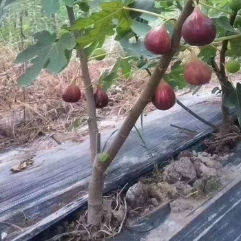保定園藝地布果園鋪蓋防草,pe防草布山東廠家
