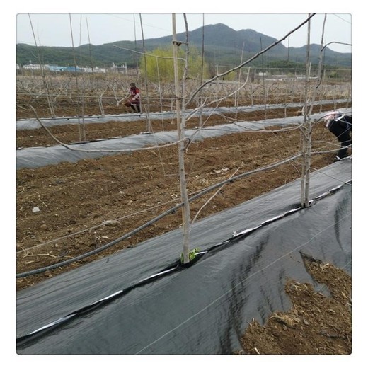 蘭西黑色防草布生產(chǎn)廠(chǎng)家
