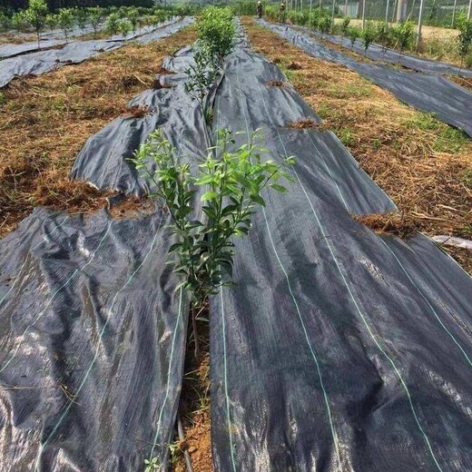 福建茶園除草用防草布,花園用的園藝地布價格,蓋草布除草效果