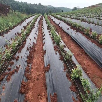 天津100克白色PE加宽型除草地膜