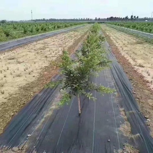 黑龍江80克白色PE戶外防草地膜