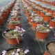 廣西100克白色PE除草地布展示圖