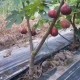 果樹防草布規(guī)格尺寸與使用年限原理圖
