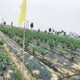 PE除草布圖